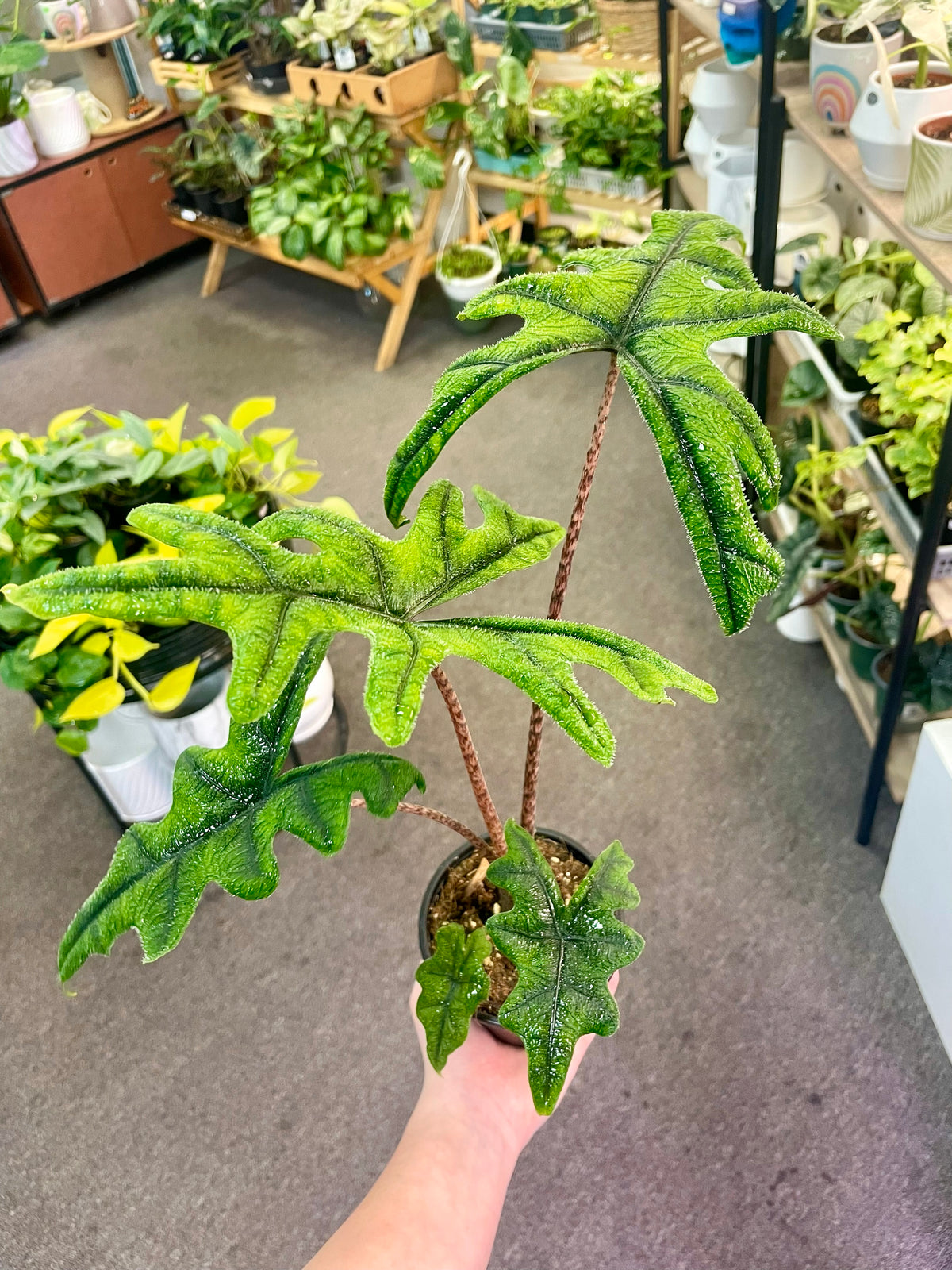 Alocasia Jacklyn – Heavenly Plants, Regina SK
