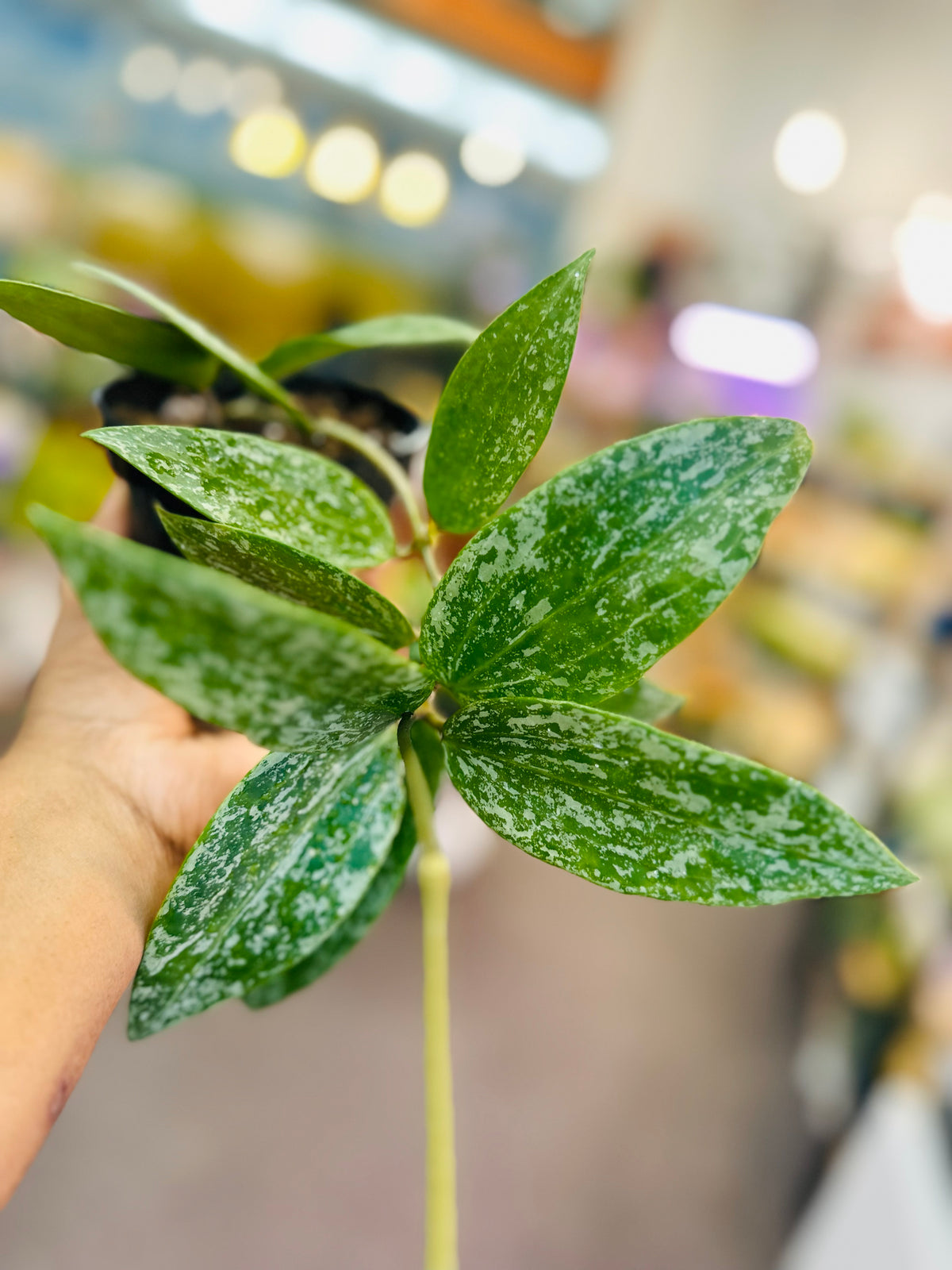 Hoya Rangsan – Heavenly Plants, Regina SK