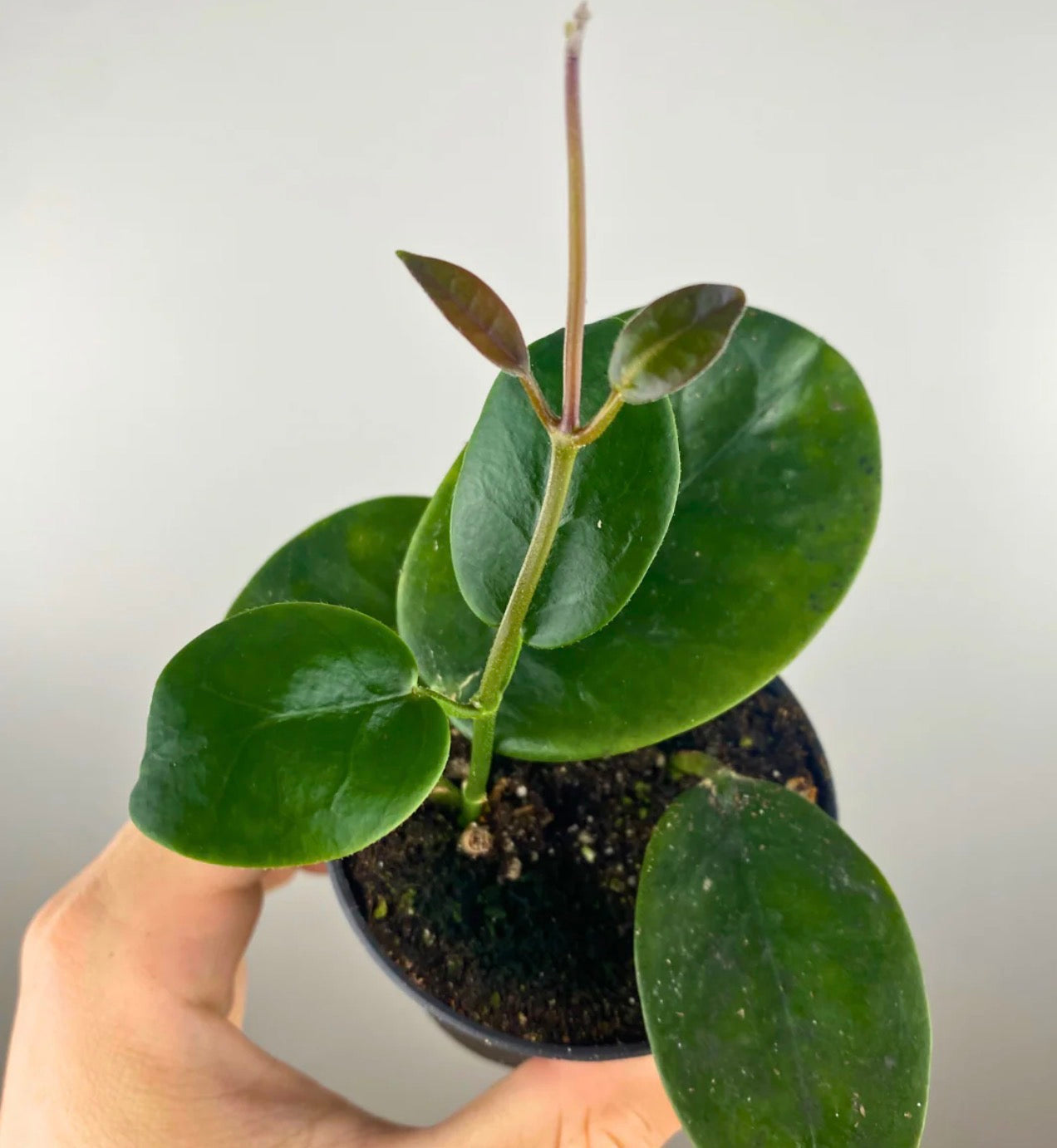 Hoya Obovata 4”