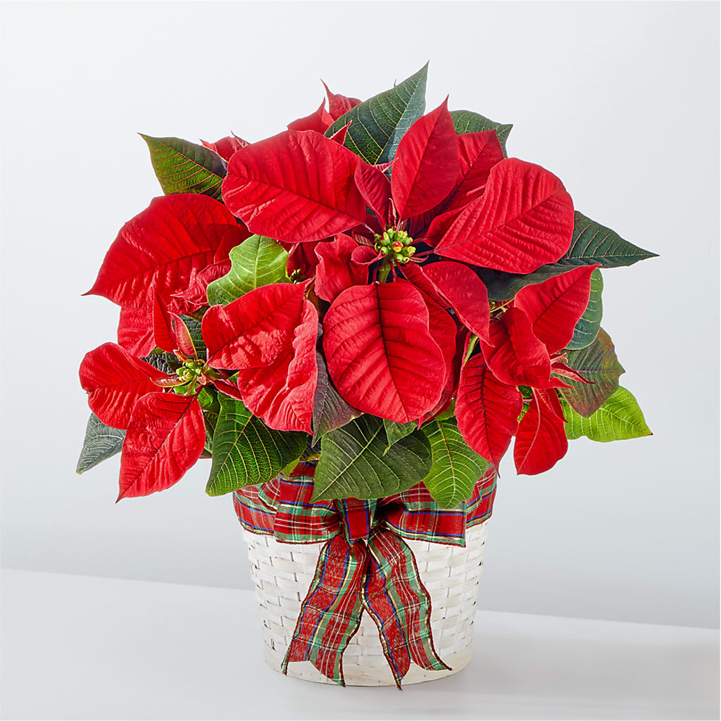 Happiest Holidays Poinsettia – Heavenly Plants, Regina SK
