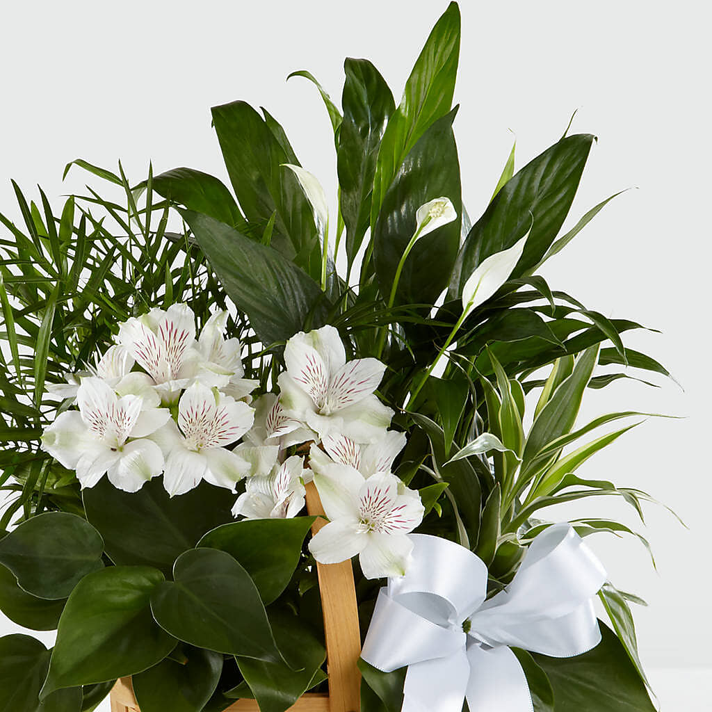 Peace & Serenity Dishgarden – Heavenly Plants, Regina SK