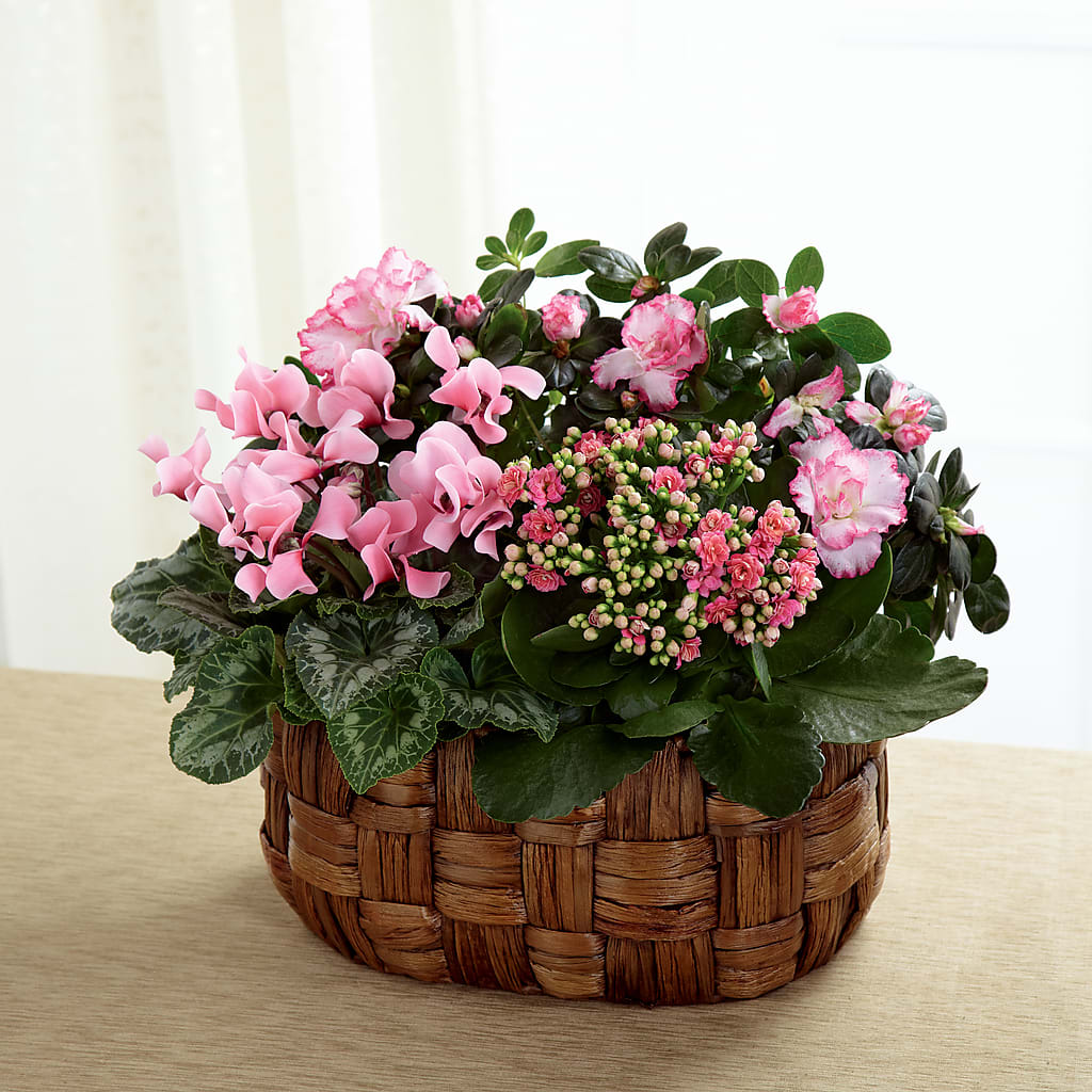 Pink Assortment – Heavenly Plants, Regina SK