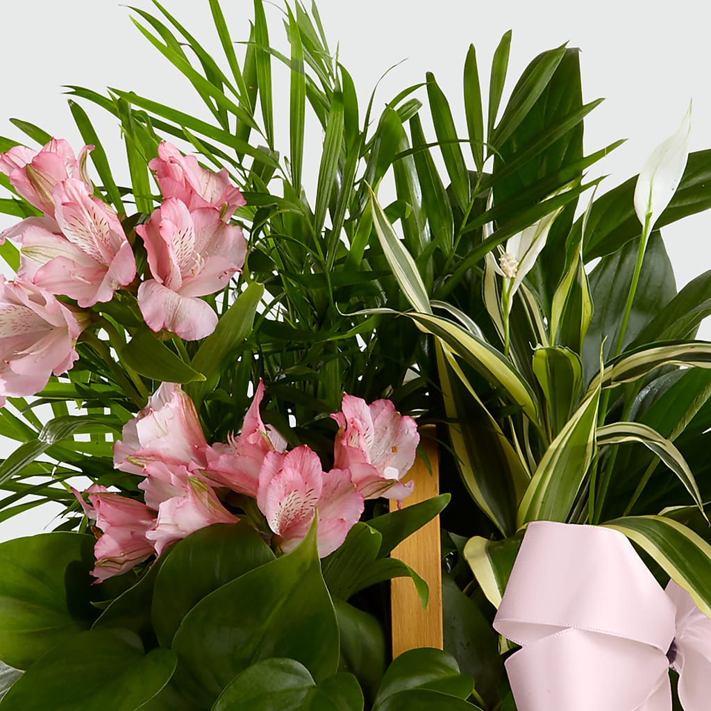 Living Spirit Dishgarden – Heavenly Plants, Regina SK