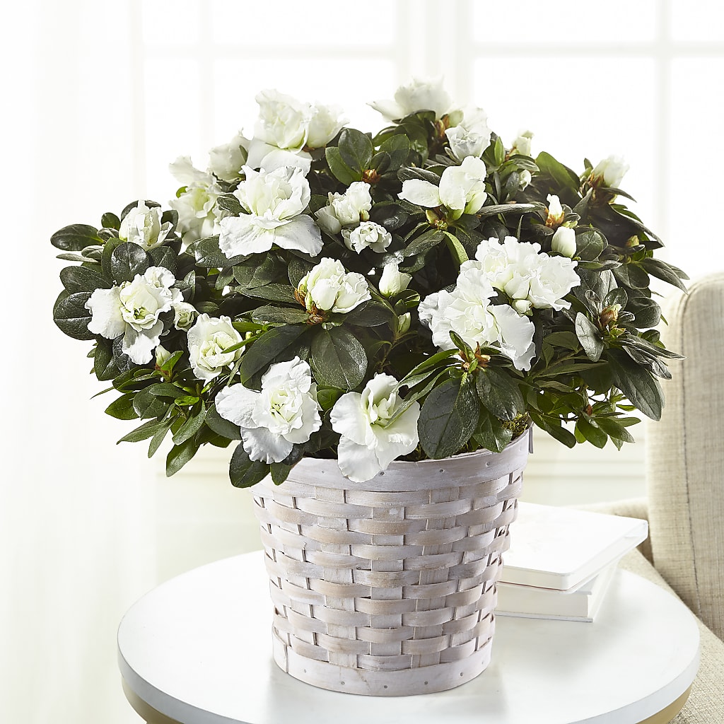 White Azalea Plant – Heavenly Plants, Regina SK