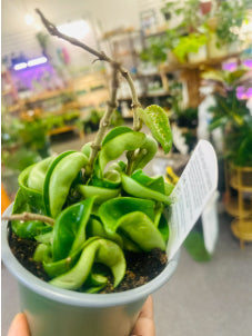 HOYA HINDU ROPE –  Heavenly Plants, Regina SK