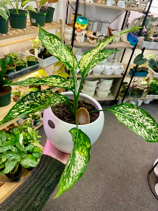 Chinese Ever Green with Ceramic pot