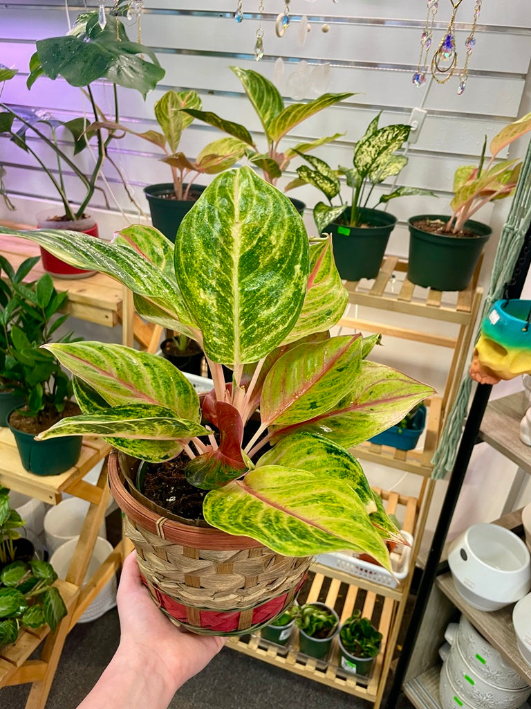 Chinese evergreen (Pappaya)