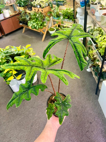 Alocasia Jacklyn –  Heavenly Plants, Regina SK