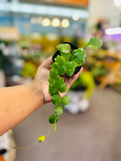 Hoya Endauensis –  Heavenly Plants, Regina SK