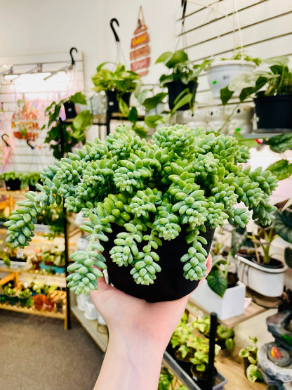 Burrow's Tail –  Heavenly Plants, Regina SK
