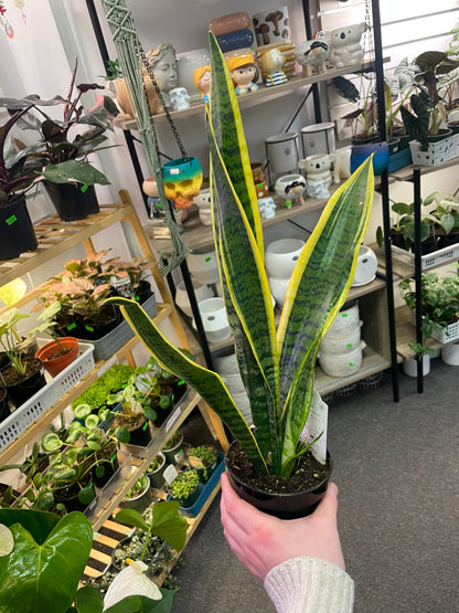SNAKE PLANT LAURENTI –  Heavenly Plants, Regina SK