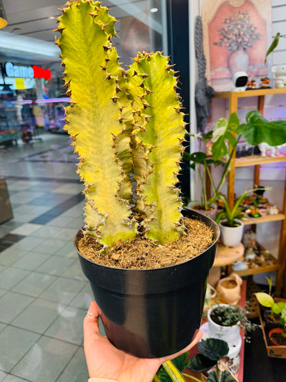 Euphorbia Amak Variegata 10" –  Heavenly Plants, Regina SK
