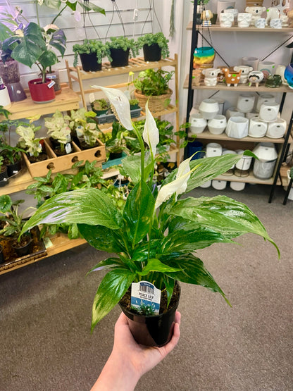 Peace Lilly 4" –  Heavenly Plants, Regina SK