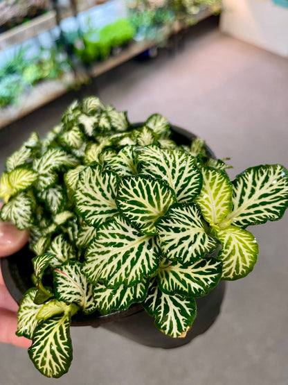 Fittonia 4" –  Heavenly Plants, Regina SK