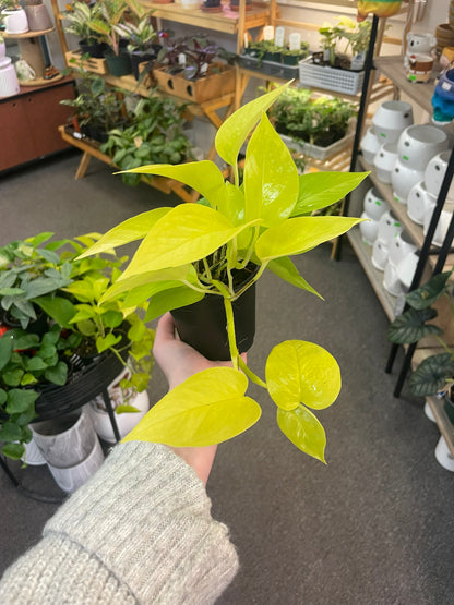 Neon Pothos –  Heavenly Plants, Regina SK