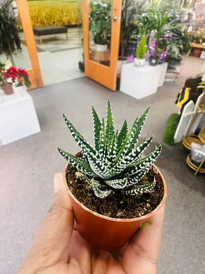 Haworthia 3" –  Heavenly Plants, Regina SK
