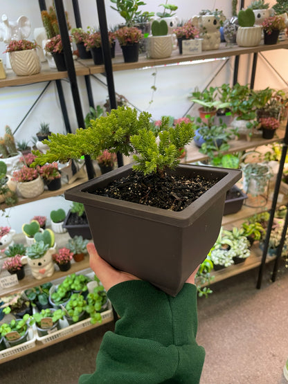 Juniper Bonsai 5" –  Heavenly Plants, Regina SK