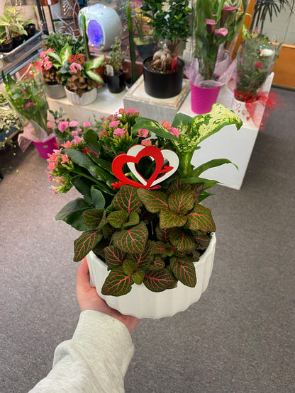Combo Planter 7" –  Heavenly Plants, Regina SK