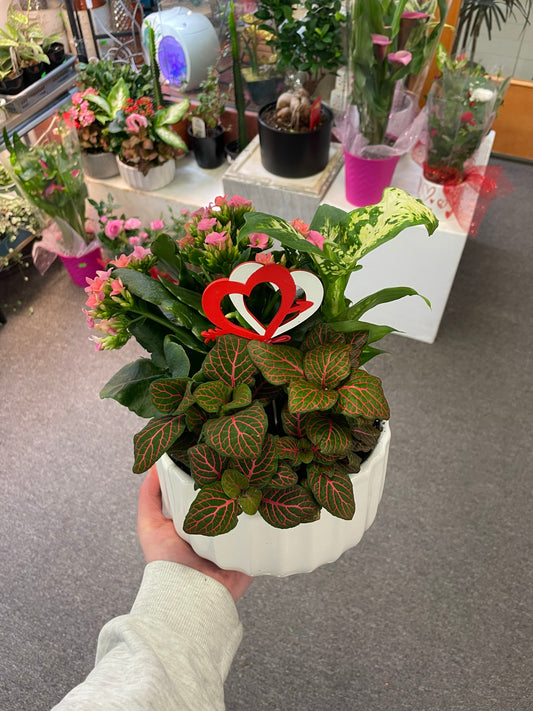 Combo Planter 7"