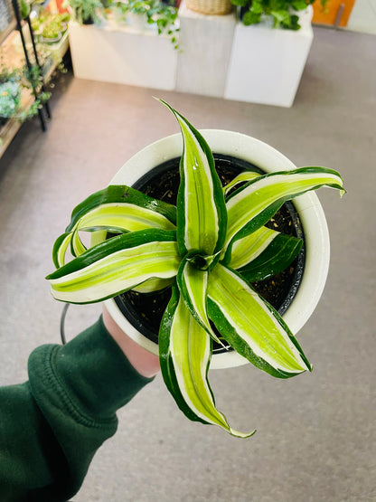 Dracaena Plant 4" With Pot –  Heavenly Plants, Regina SK