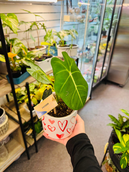 Alocasia Frydek 4” –  Heavenly Plants, Regina SK