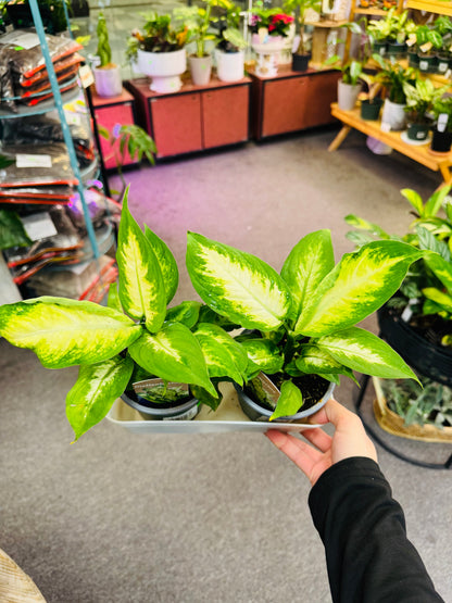 DiffenBachia 4” –  Heavenly Plants, Regina SK
