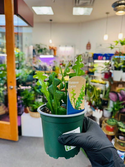 Fishbone Cactus –  Heavenly Plants, Regina SK