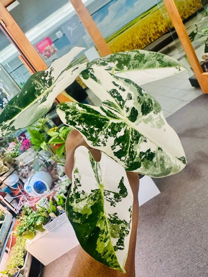 Alocasia Frydek Variegated 4” –  Heavenly Plants, Regina SK