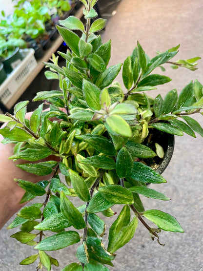 Variegated Lipstick –  Heavenly Plants, Regina SK