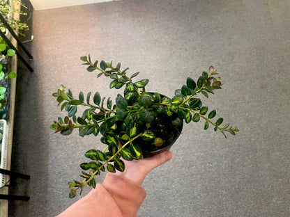 Variegated Goldfish –  Heavenly Plants, Regina SK