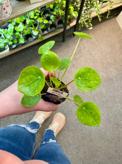 Chinese Money Plant –  Heavenly Plants, Regina SK