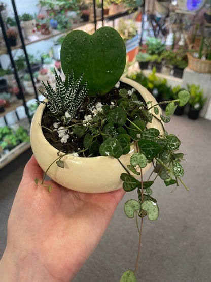 Succulent Bowl –  Heavenly Plants, Regina SK
