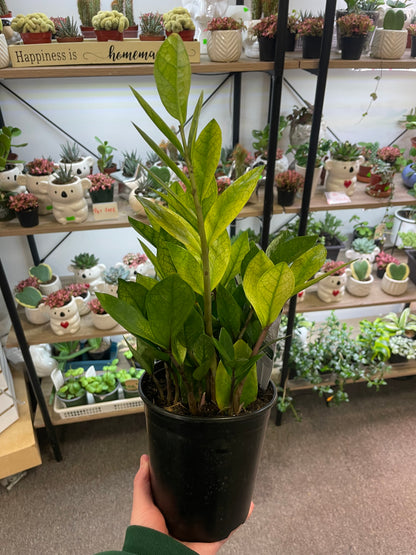 ZZ Chameleon 6” –  Heavenly Plants, Regina SK