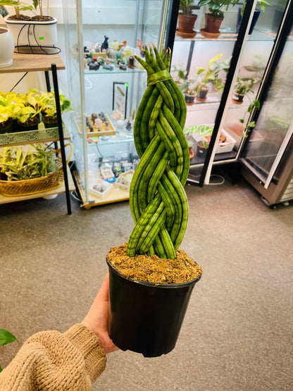 Sanseviera Braided 6” –  Heavenly Plants, Regina SK