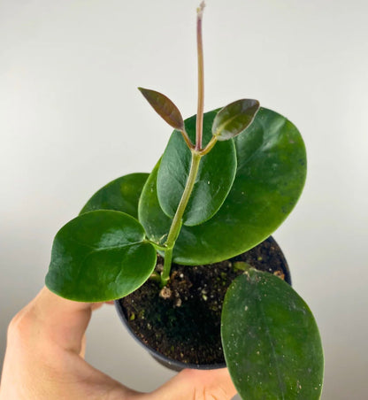 Hoya Obovata 4” –  Heavenly Plants, Regina SK