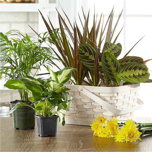 Florist Designed Blooming and Green Plants in a Basket –  Heavenly Plants, Regina SK