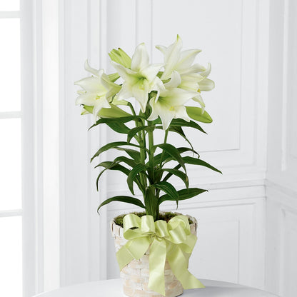 Easter Lily Plant –  Heavenly Plants, Regina SK