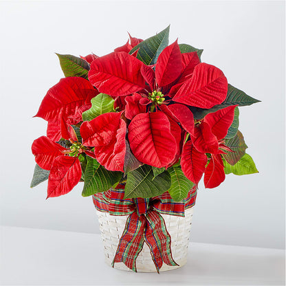 Poinsettia des plus joyeuses fêtes