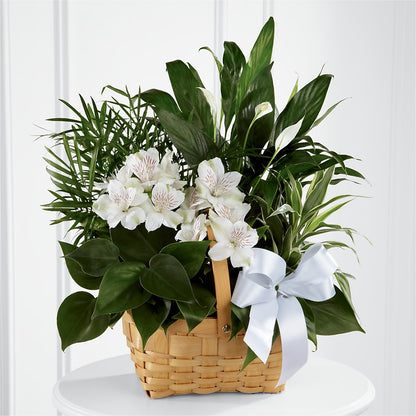 Peace & Serenity Dishgarden –  Heavenly Plants, Regina SK