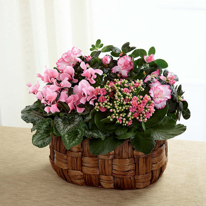 Pink Assortment –  Heavenly Plants, Regina SK