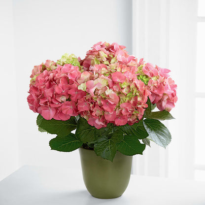 Pink Hydrangea Planter –  Heavenly Plants, Regina SK