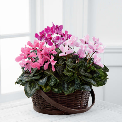 Mixed Cyclamen Planter –  Heavenly Plants, Regina SK