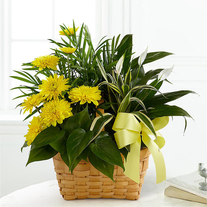 Loving Light Dishgarden –  Heavenly Plants, Regina SK