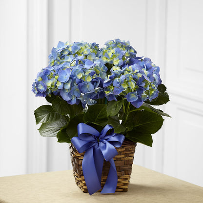 Blue Hydrangea Planter –  Heavenly Plants, Regina SK