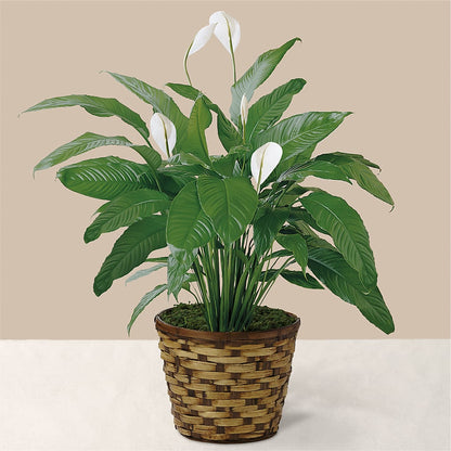 Tranquil Moments Peace Lily Plant –  Heavenly Plants, Regina SK