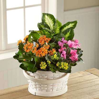 Color Crush Dishgarden –  Heavenly Plants, Regina SK