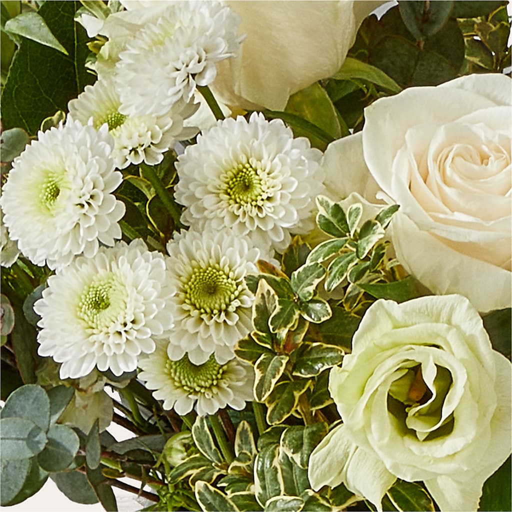 Cashmere Bouquet –  Heavenly Plants, Regina SK