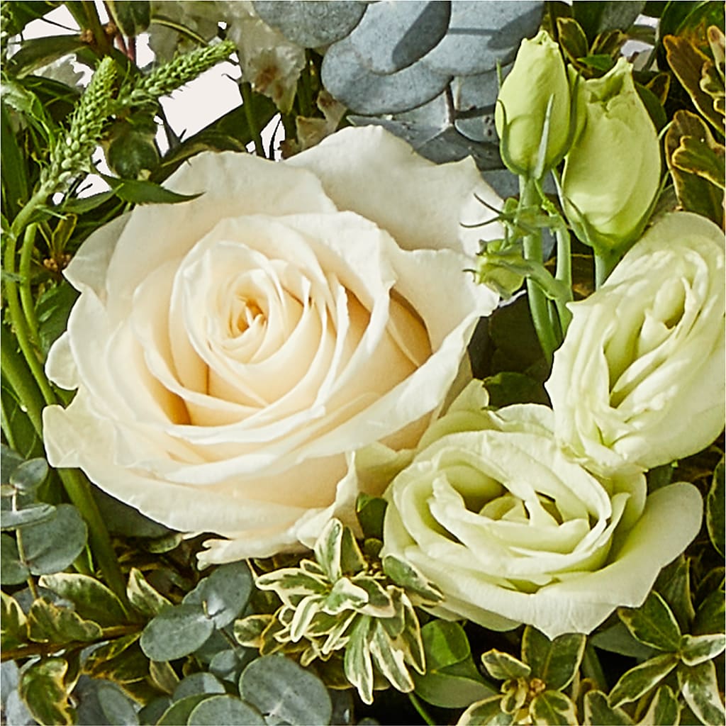 Cashmere Bouquet –  Heavenly Plants, Regina SK