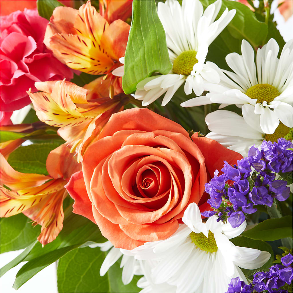 Oopsie Daisy Box Bouquet –  Heavenly Plants, Regina SK