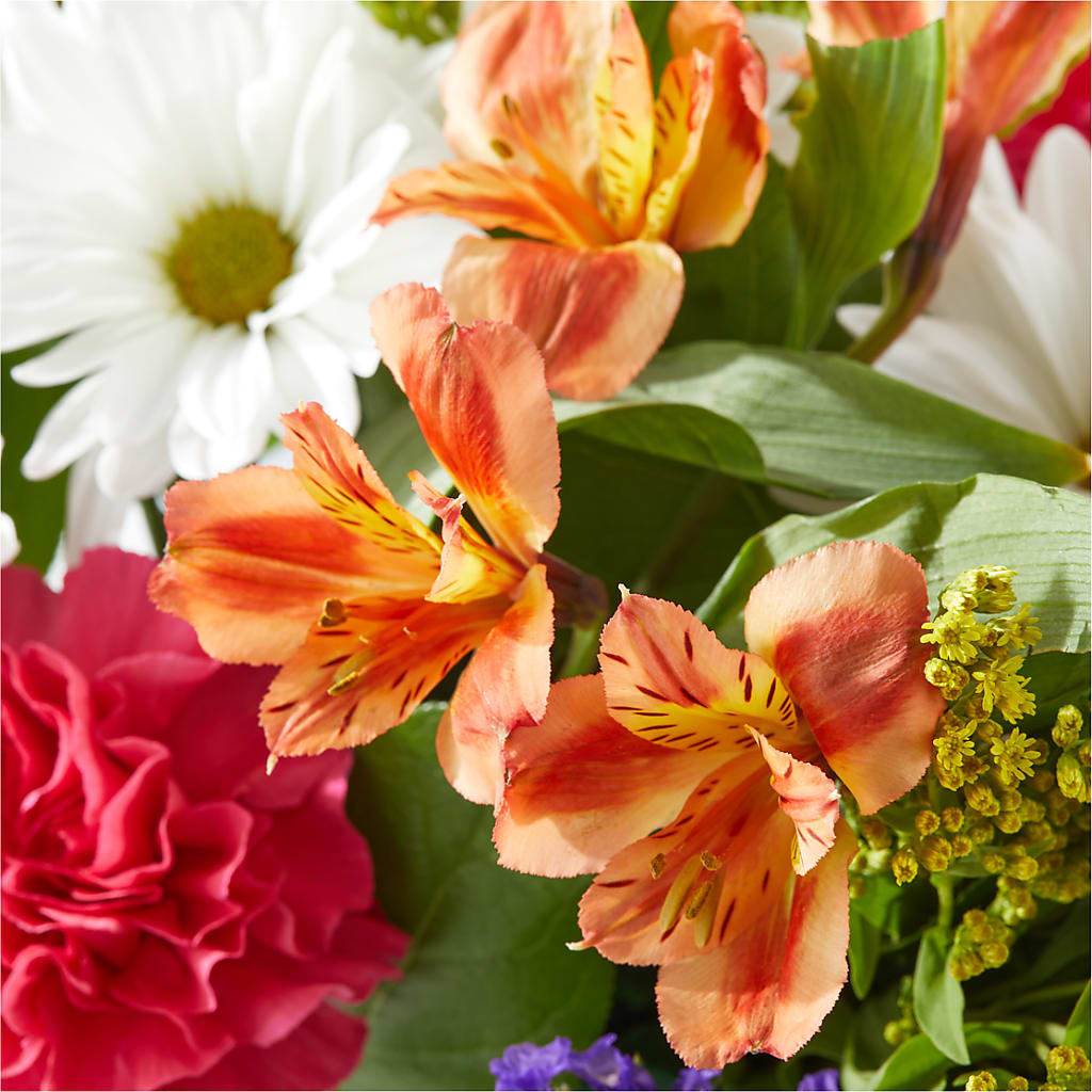 Oopsie Daisy Box Bouquet –  Heavenly Plants, Regina SK